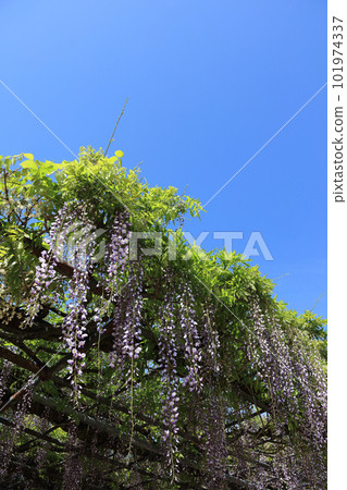 Wisteria shelf in the blue sky 101974337