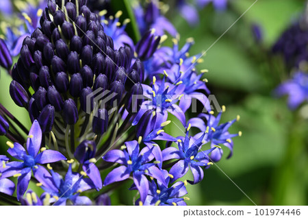 Schiller Schiller 101974446