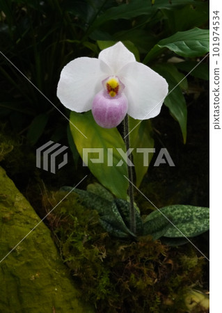 Paphiopedilum delenatii Progenitor of Western orchids 101974534
