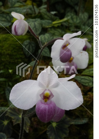 Paphiopedilum delenatii Progenitor of Western orchids 101974536