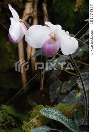 Paphiopedilum delenatii Progenitor of Western orchids Paphiopedilum delenatii Progenitor of Western orchids 101974537