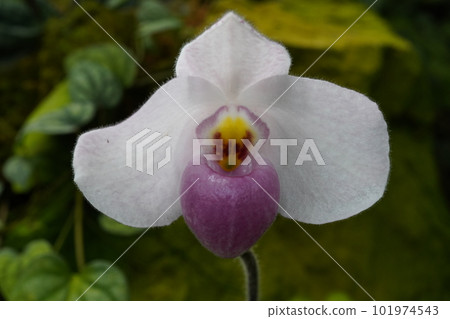 Paphiopedilum delenatii Progenitor of Western orchids 101974543