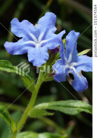 螢火蟲藤藍紫色花 螢火蟲藤藍紫色花 101974564