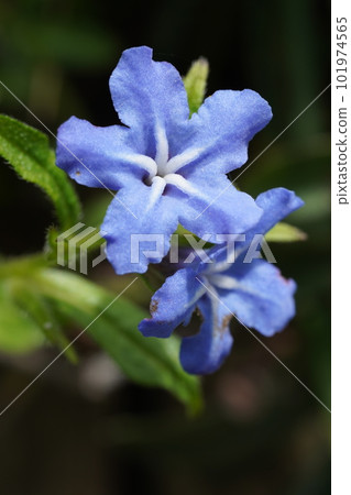 Blue-purple flowers of firefly vine Blue-purple flowers of firefly vine 101974565