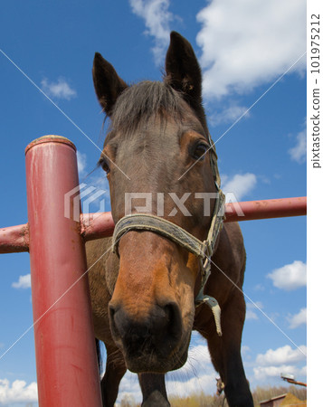 country horse at the ranch equestrian farm enclosure close up animal portrait 101975212