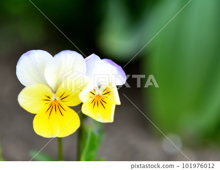 黃色三色紫羅蘭花 黃色三色紫羅蘭花 101976012