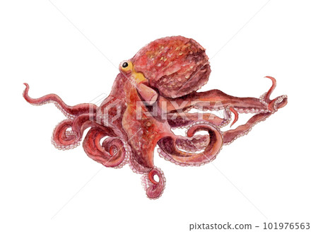 Pacific octopus hand-painted watercolor 101976563