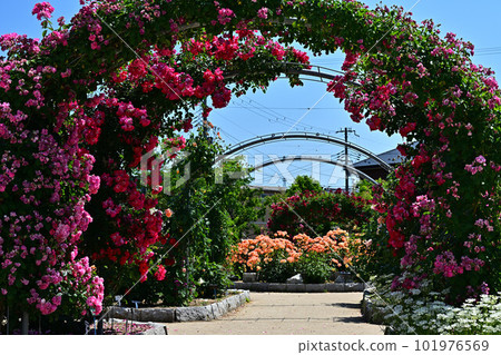 From Ayabe Rose Garden From Ayabe Rose Garden 101976569