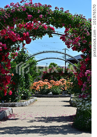 From Ayabe Rose Garden 101976570