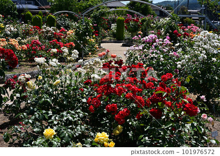 From Ayabe Rose Garden From Ayabe Rose Garden 101976572