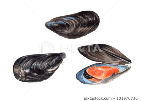 Mussel hand-painted watercolor Mussel hand-painted watercolor 101976736