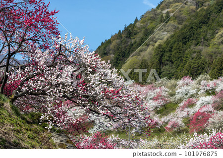 Scenery of Hanamomo Village in Achi Village, Nagano Prefecture 101976875