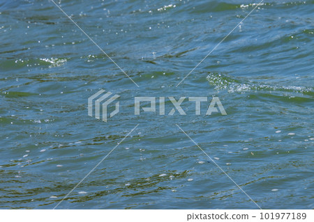 波動波動 101977189