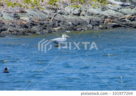 Gray heron standing on the surface of the water 101977204