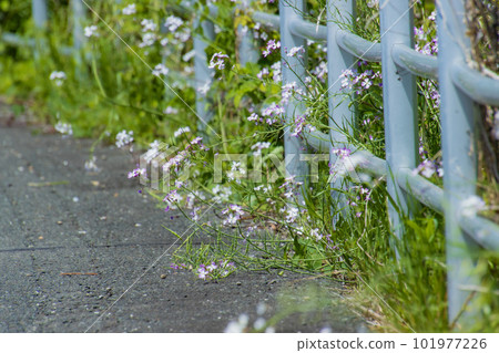 Flowers blooming on the roadside Flowers blooming on the roadside 101977226