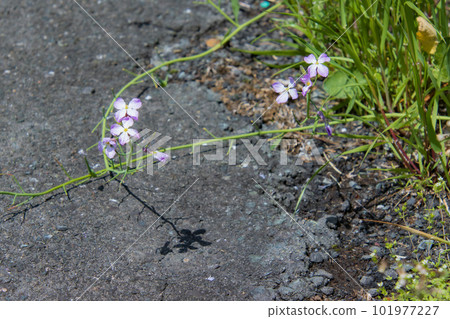 Flowers blooming on the roadside Flowers blooming on the roadside 101977227