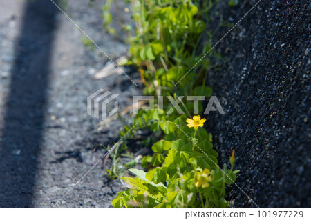 開花在路旁的花 101977229