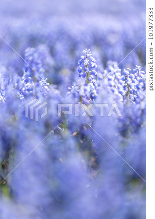 穆斯卡里花園的宏觀拍攝 101977333