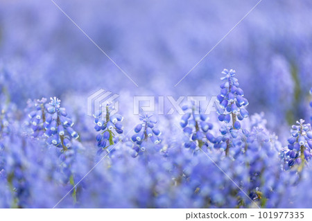 穆斯卡里花園的宏觀拍攝 穆斯卡里花園的宏觀拍攝 101977335