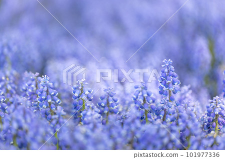 穆斯卡里花園的宏觀拍攝 穆斯卡里花園的宏觀拍攝 101977336