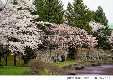 以櫻花聞名的森町鬼牛公園 以櫻花聞名的森町鬼牛公園 101977345
