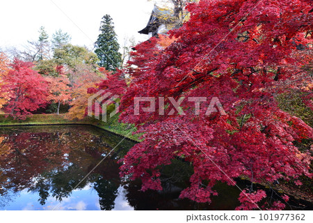 The maple leaves turn bright red and are reflected in the moat. The maple leaves turn bright red and are reflected in the moat. 101977362