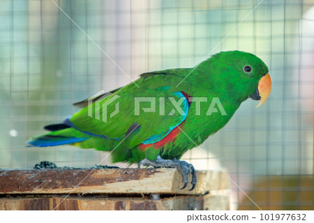 Colorful parrot in a cage at a zoo. 101977632