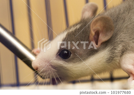 Close-up portrait head of white gray tame hairy curious mouse hamster with shiny eyes on light blurred background. Keeping pets at home, care and animals protection concept. 101977680