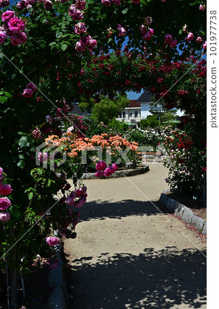 來自綾部玫瑰園 101977738