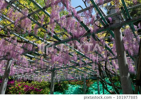 Okayama Prefecture designated natural monument Achi Shrine Achi wisteria 101977885