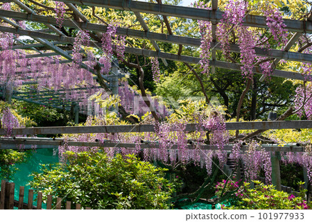 岡山縣指定天然紀念物阿知神社阿知紫藤 101977933