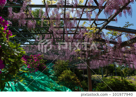 岡山縣指定天然紀念物阿知神社阿知紫藤 101977940