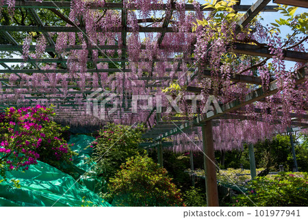 岡山縣指定天然紀念物阿知神社阿知紫藤 101977941