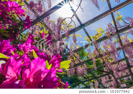 岡山縣指定天然紀念物阿知神社阿知紫藤 101977942