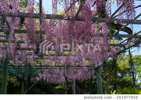 岡山縣指定天然紀念物阿知神社阿知紫藤 101977958