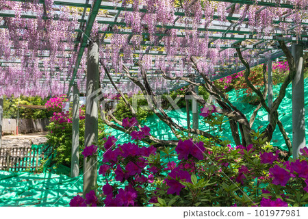 Okayama Prefecture designated natural monument Achi Shrine Achi wisteria Okayama Prefecture designated natural monument Achi Shrine Achi wisteria 101977981