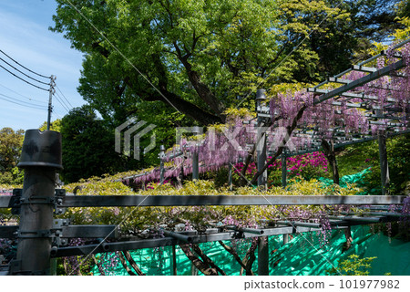 Okayama Prefecture designated natural monument Achi Shrine Achi wisteria Okayama Prefecture designated natural monument Achi Shrine Achi wisteria 101977982