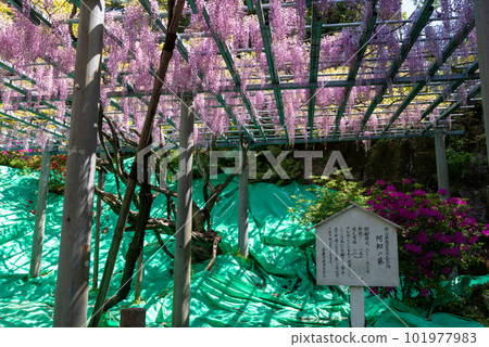 Okayama Prefecture designated natural monument Achi Shrine Achi wisteria 101977983