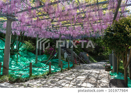Okayama Prefecture designated natural monument Achi Shrine Achi wisteria Okayama Prefecture designated natural monument Achi Shrine Achi wisteria 101977984