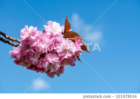 Sakura flowers, cherry blossom 101978014