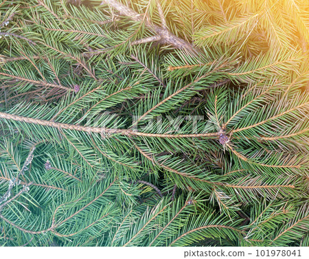Close up top view picture of lit by sun dense fresh green natural pine tree, fir tree branches. Christmas theme, abstract background, environment protection concept. 101978041