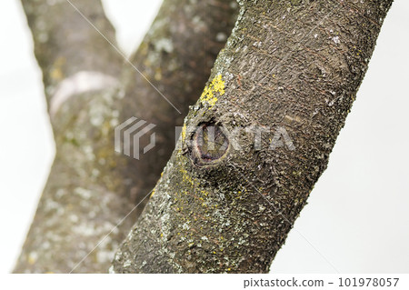 Close up of trunk of a tree Close up of trunk of a tree 101978057