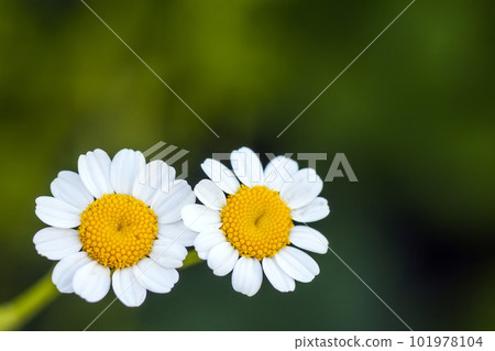 Close up little white daisy flowers 101978104