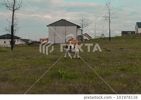 Beagle running in the meadow. Playful dog outside. The concept of dog vitality and health. Dog training and agility. Houses in the background. 101978116