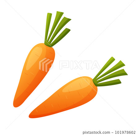 Two carrots isolated on white background Two carrots isolated on white background 101978602