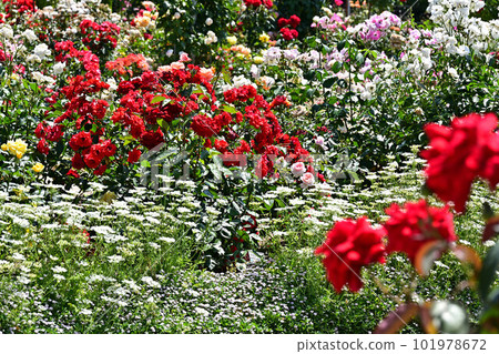 來自綾部玫瑰園 101978672