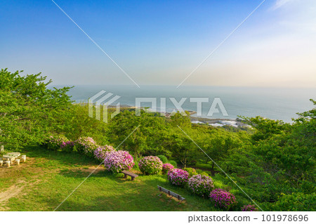 龍王山山頂的杜鵑花 龍王山山頂的杜鵑花 101978696