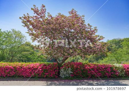 江鹽公園的里櫻和杜鵑花 101978697