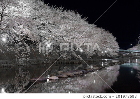 Night cherry blossoms along the Asa River 101978698