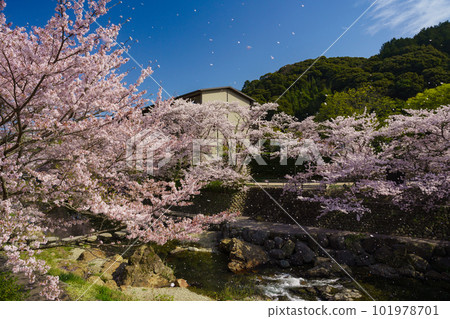 長門湯本溫泉的櫻花暴風雪 101978701